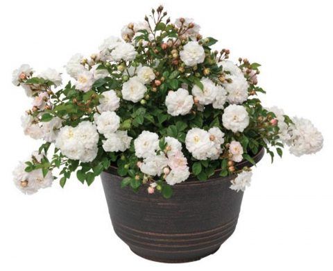 Rose Rosa Scentifall Blush