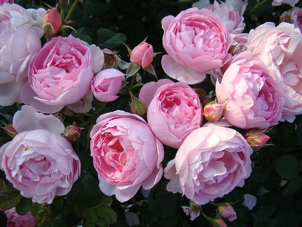 Rose Scepter'd Isle