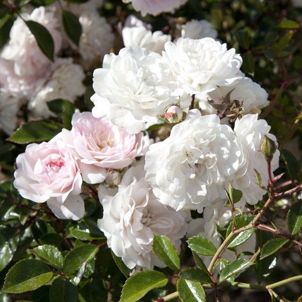 Rose Seafoam