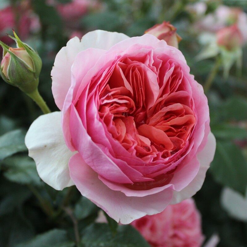 Rose Ali Mau