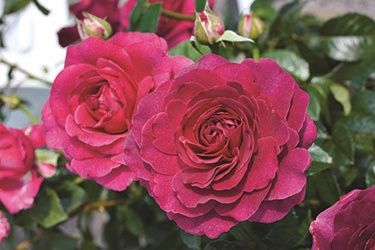 Rose Showpiece, Berry