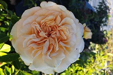 Rose Showpiece, Champagne