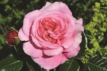 Rose Showpiece, Blush