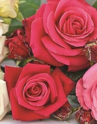 Rose Showpiece, Lipstick