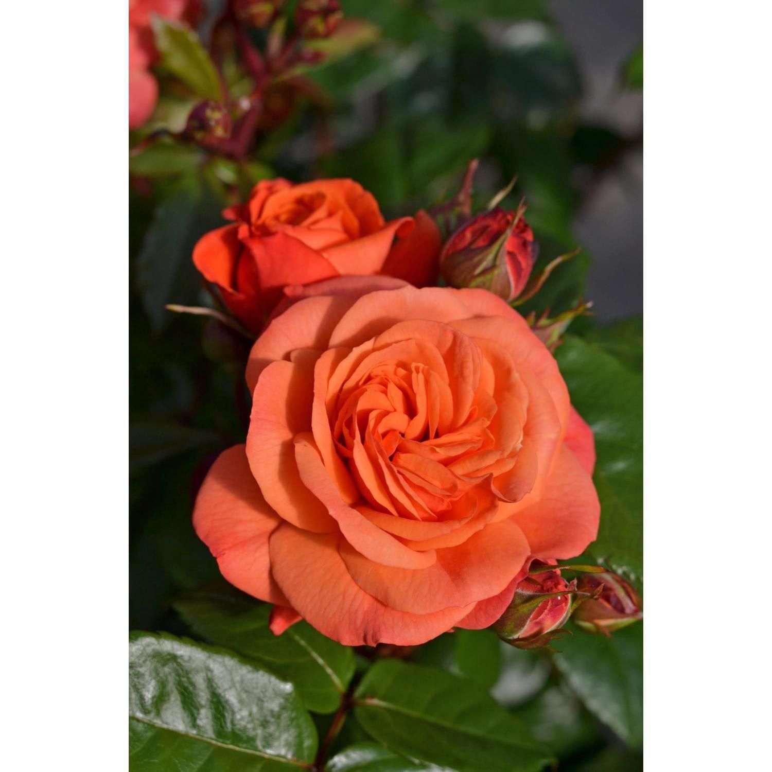 Rose Showpiece, Orange