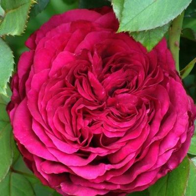 Rose Simply Stunning