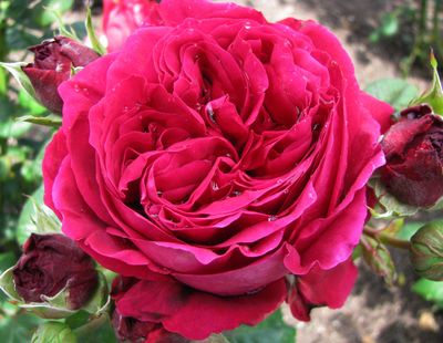 Rose Simply Stunning