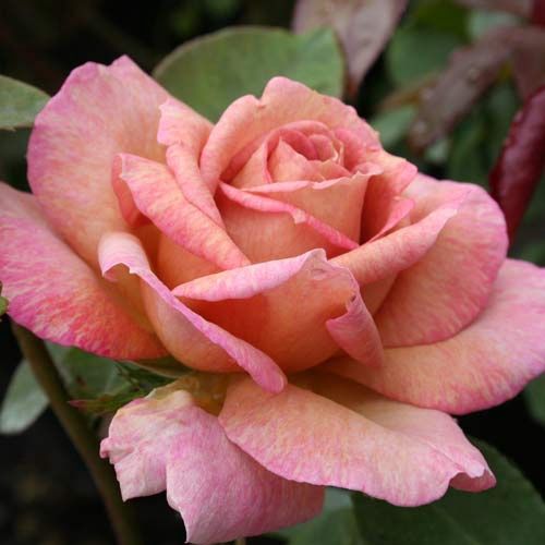 Rose Spiced Coffee