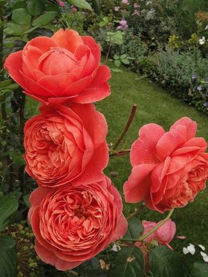 Rose Summer Song
