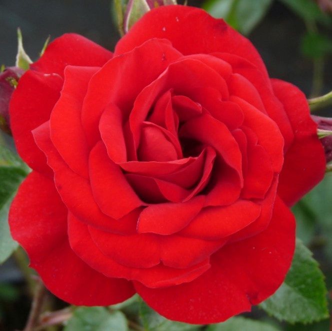 Rose Sympathie