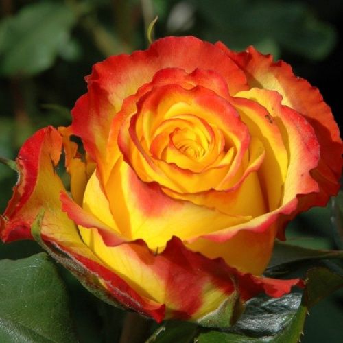 Rose Tequila Sunrise