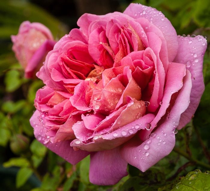 Rose The Endeavour
