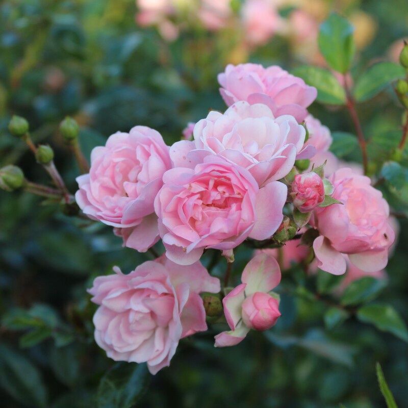 Rose The Fairy