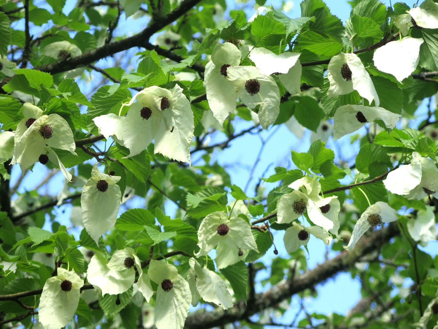 Davidia Involucrata (Handkerchief Tree)