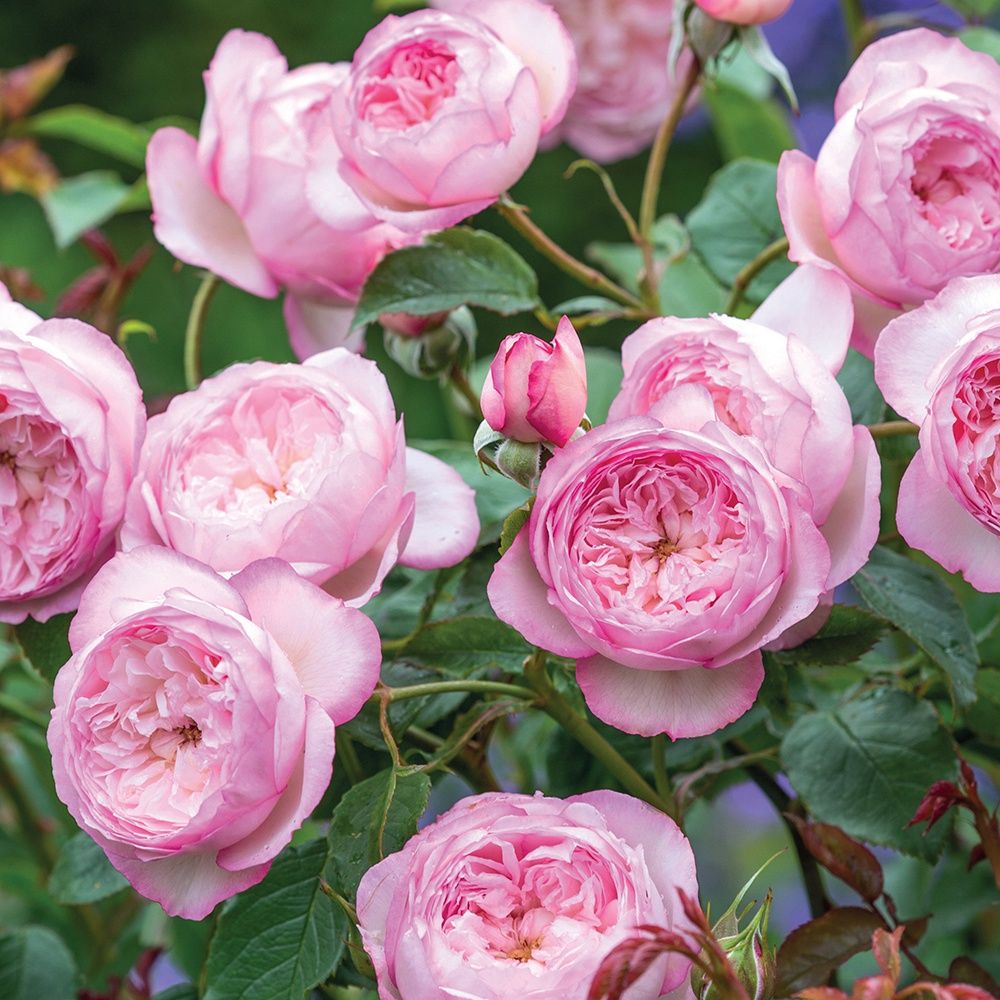Rose The Mill on the Floss
