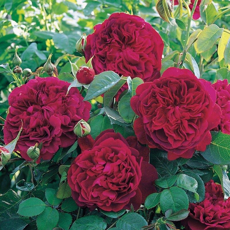 Rose William Shakespeare