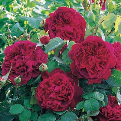 Rose William Shakespeare