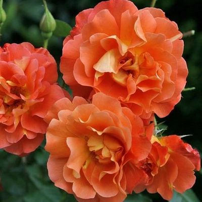 Rose Westerland