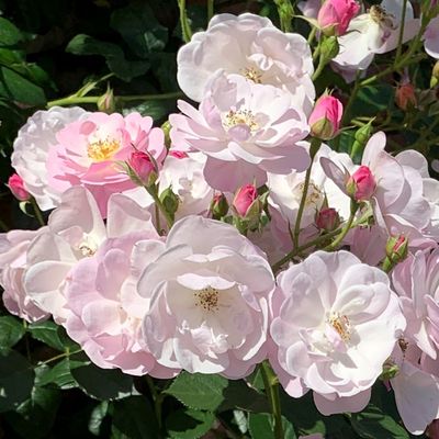 Rose Precious Pet