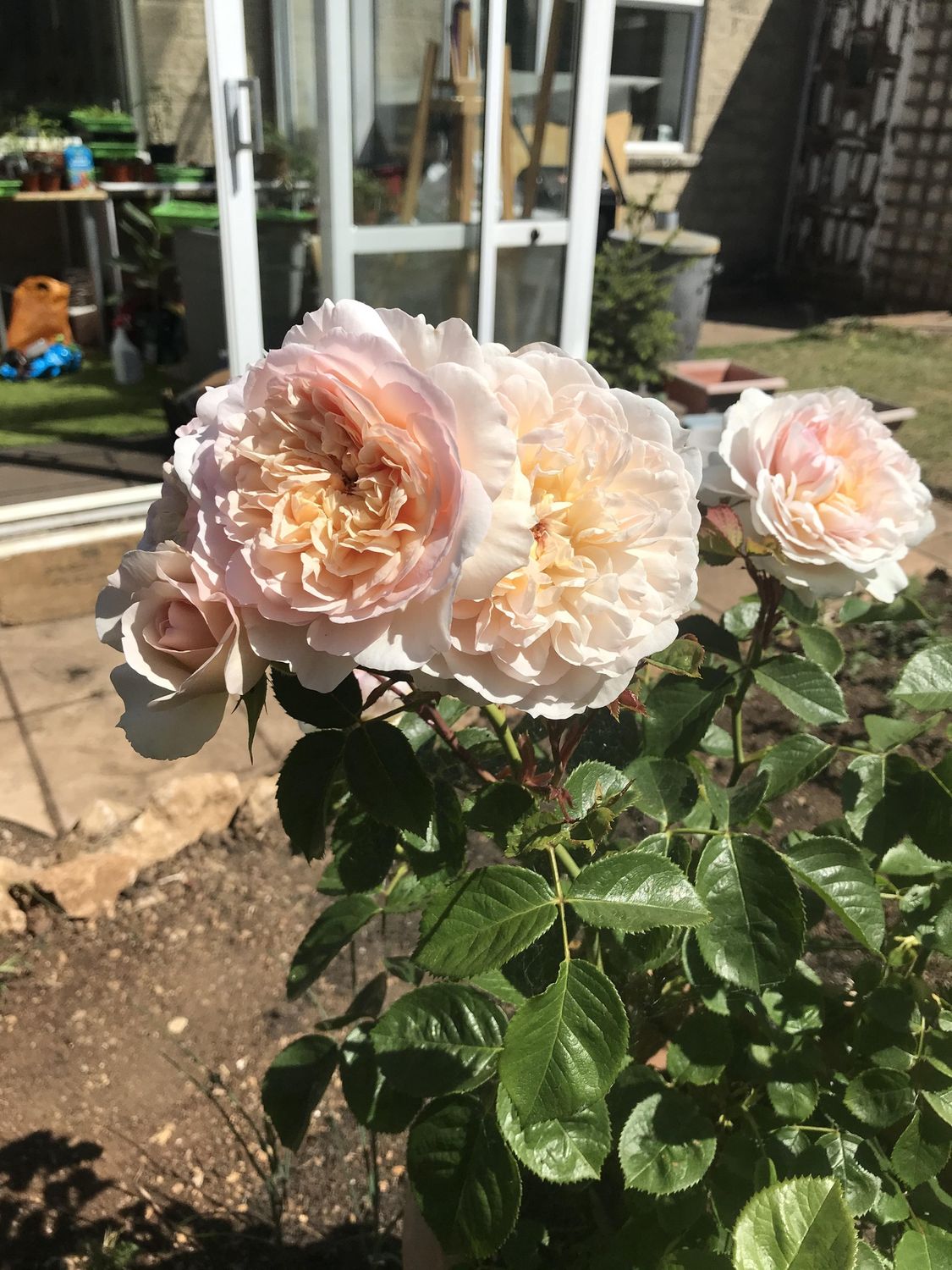 Rose Emily Bronte