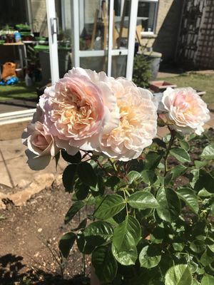 Rose Emily Bronte
