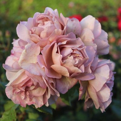 Rose Lavender Pinocchio