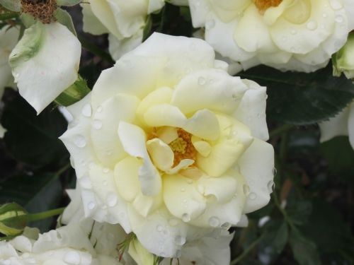 Rose Scentasia