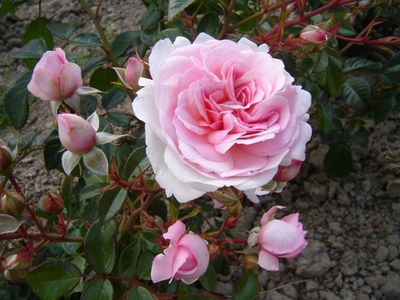 Rose Thank You