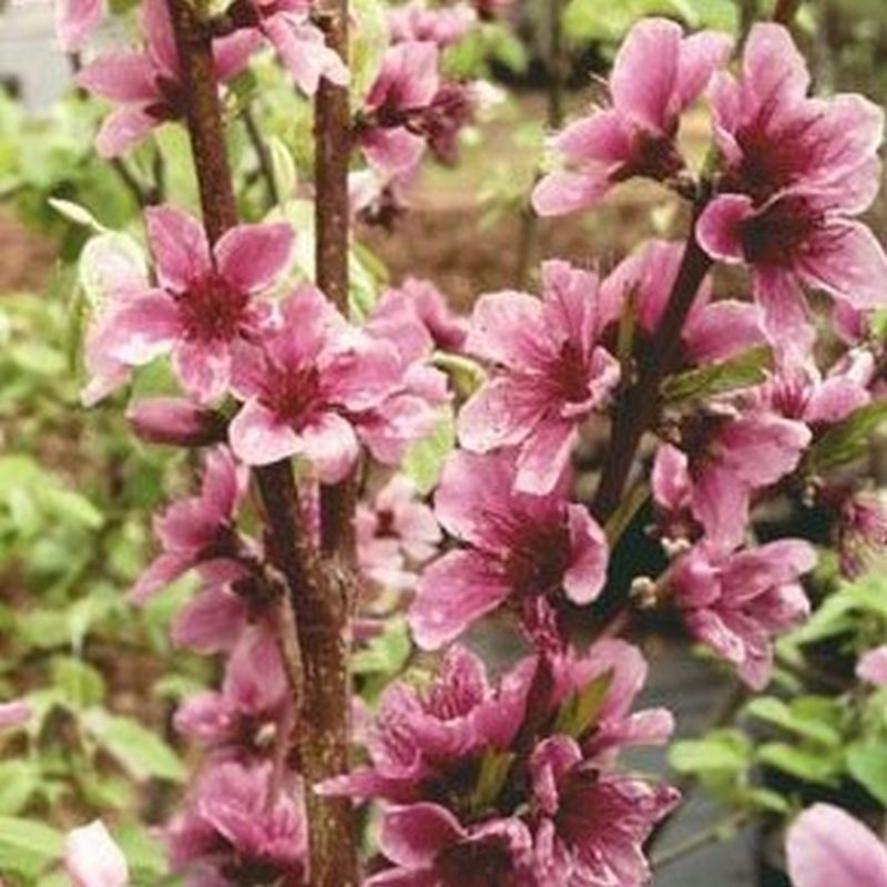 Almond Garden Prince