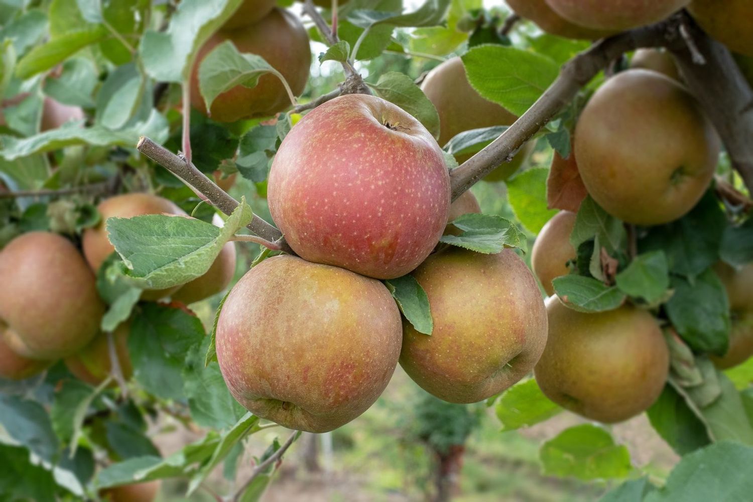 Apple Belle de Boskoop - Semi Dwarf