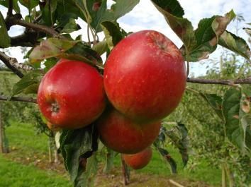 Apple Thumbelina® Mini Apple Candy Crunch™