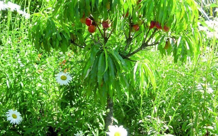 Nectarine Garden Delight