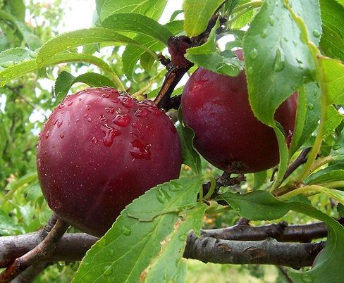 Plum Billingtons Early