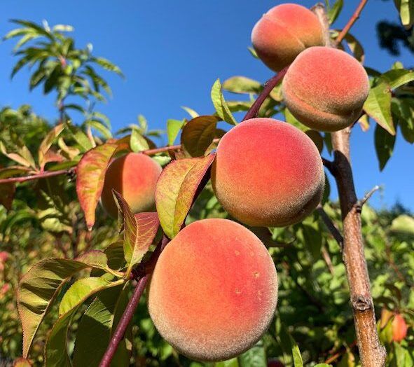 Peach Sweet Perfection
