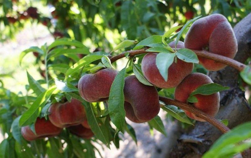 Peach Flatto™ ‘Sweet Bonnet’™
