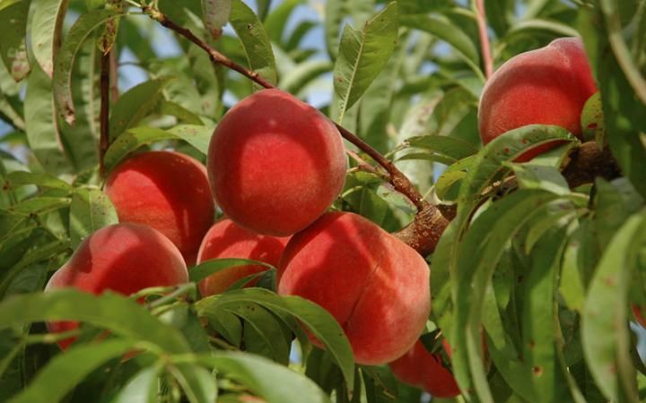 Peach Scarlet O’Hara