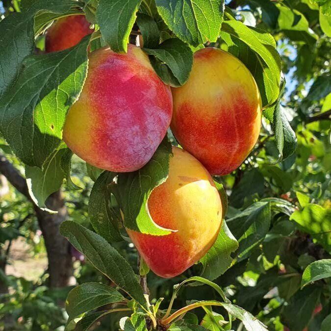 Plum Luisa