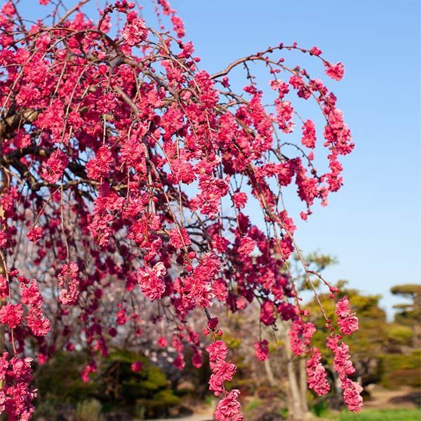Peach Weeping Cascade