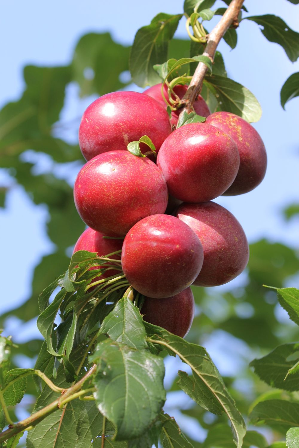 Plum Hawera