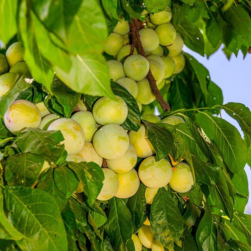 Plum Greengage