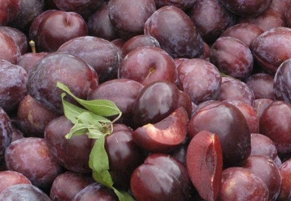 Plum Black Doris