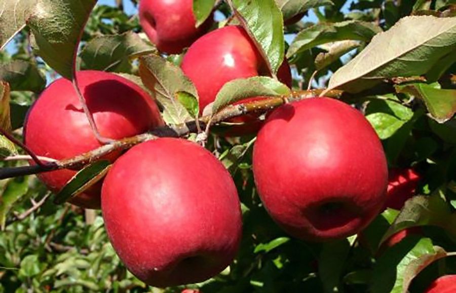 Apple Lady in Red Pink Lady