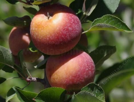 Apple Splendour