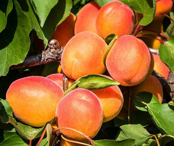 Apricot Moorpark