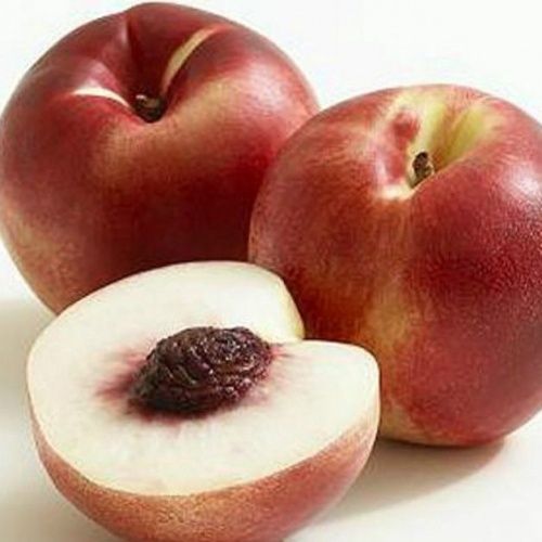 Nectarine Snow Queen