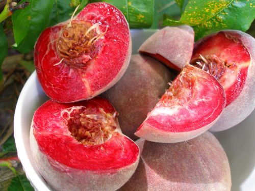 Peach Blackboy
