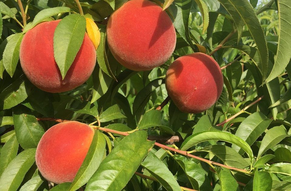 Peach Gordon’s Glory