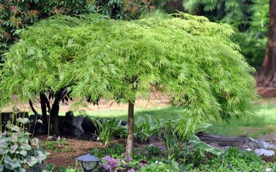 ACER palmatum dissectum &#39;Viridis&#39;