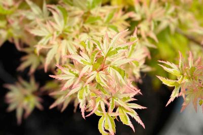 Acer Palmatum Butterfly
