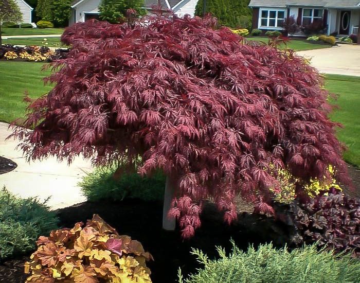 Acer P. Dissectum &#39;Crimson Queen&#39;